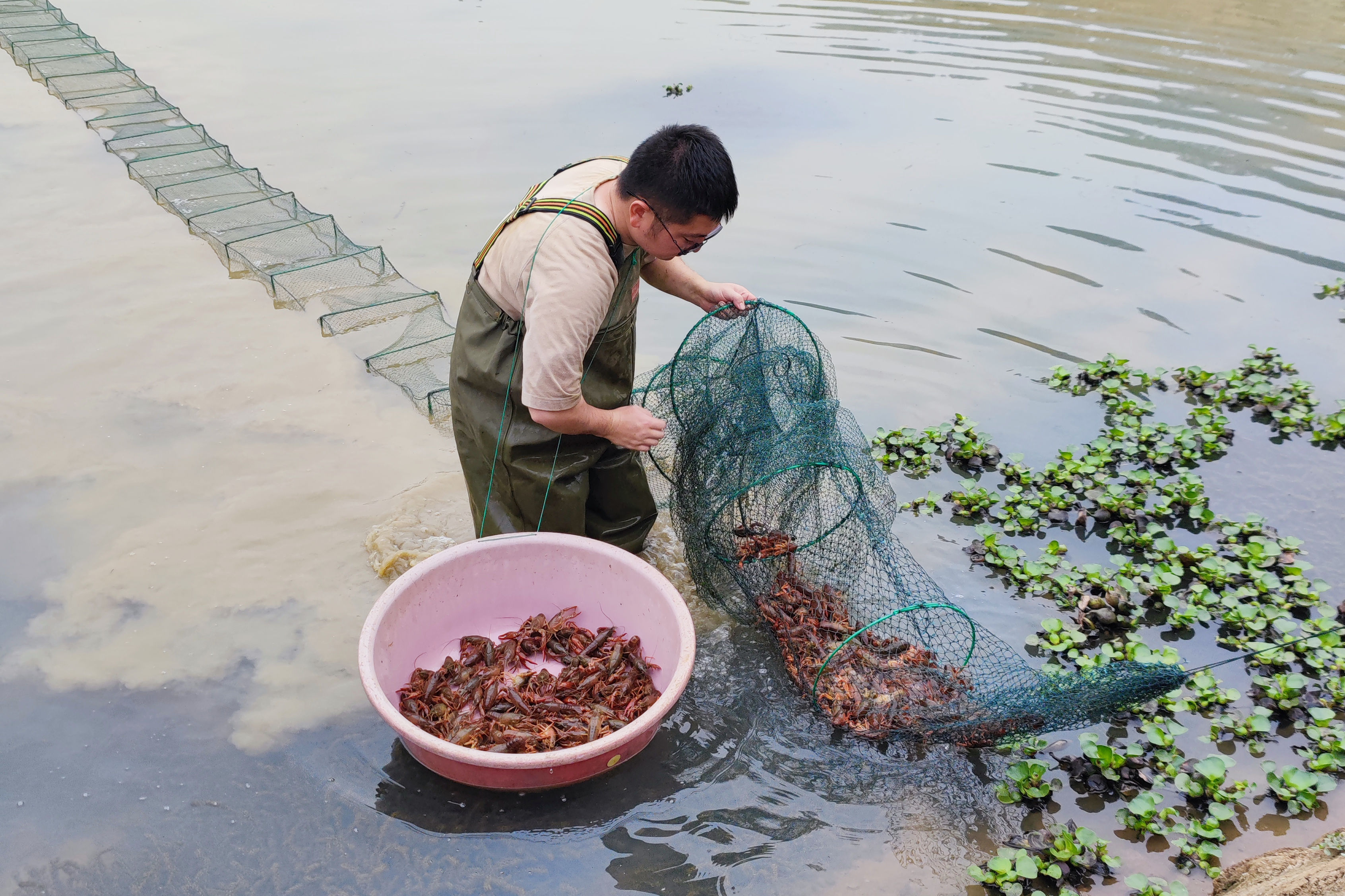 今年3月,首批500亩稻虾基地建设完成并投入小龙虾养殖.